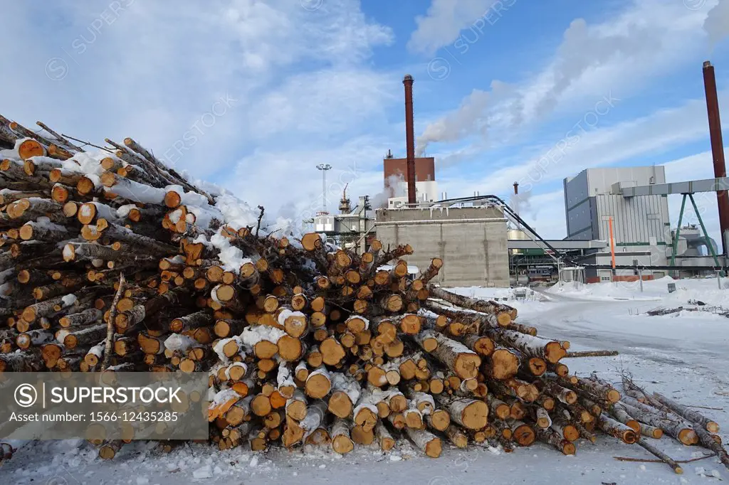Munksund paper mil: wood piles for pulp making, Pitea, Sweden