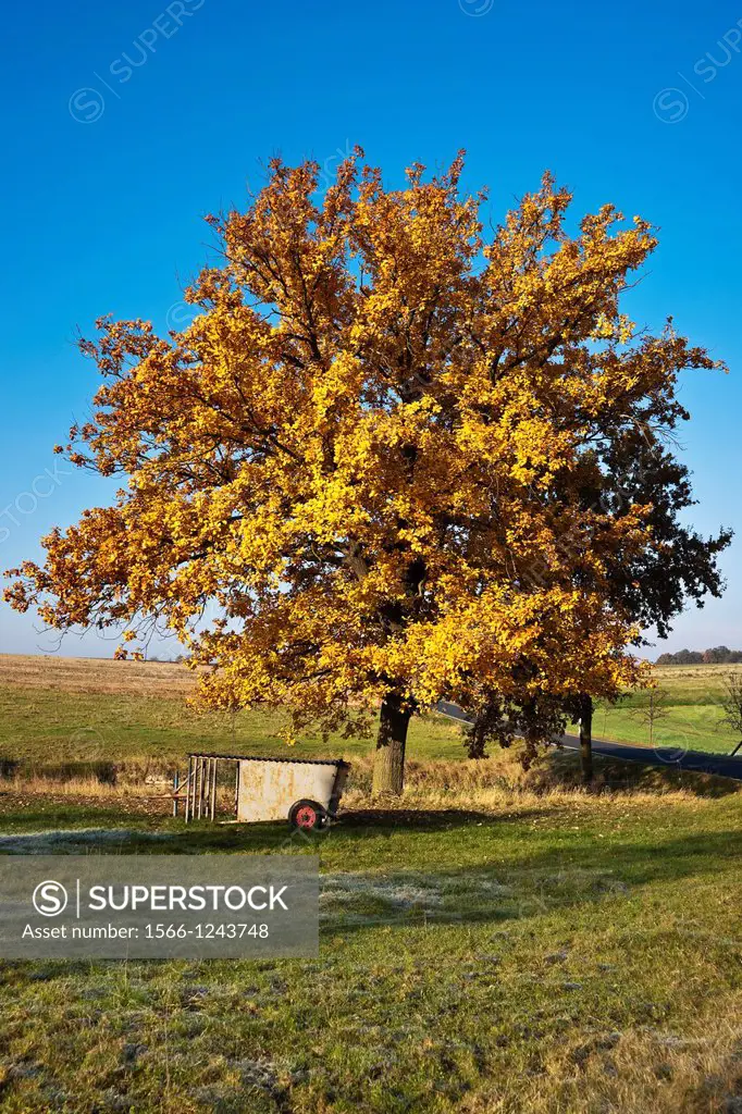 A lime tree in autumn, Saxony, Germany, Europe