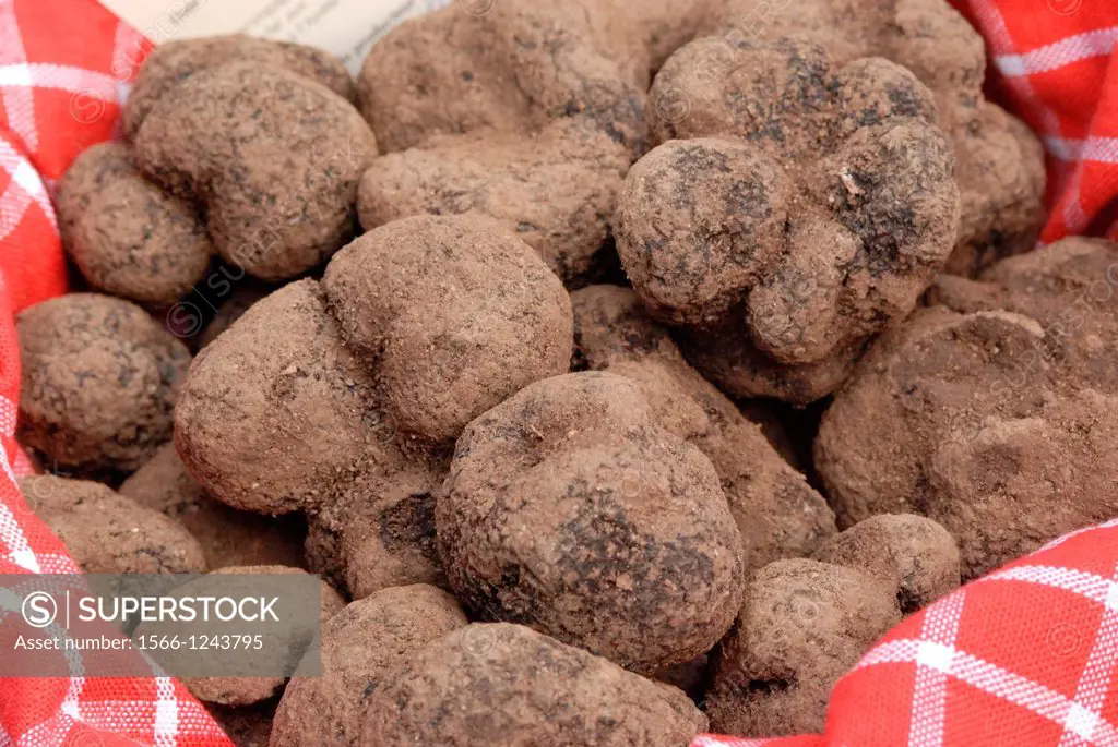 Traditional french Truffles´ market in Lalbenque, in Perigord, France