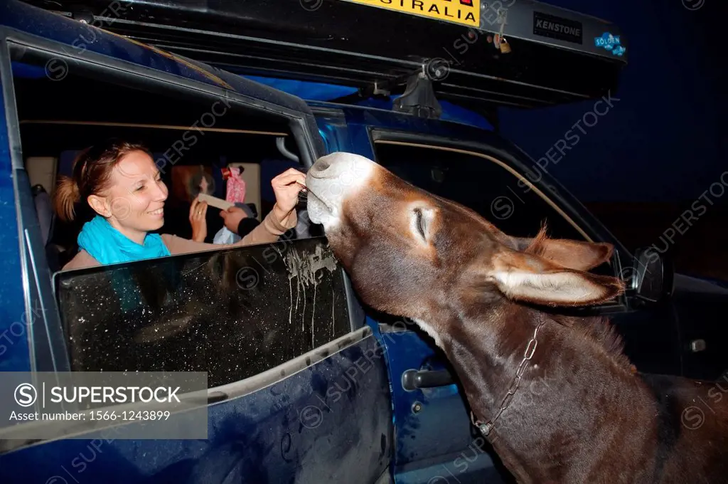 The donkey looks in the car, Cape Tarhankut, Tarhan Qut, Crimea, Ukraine, Eastern Europe