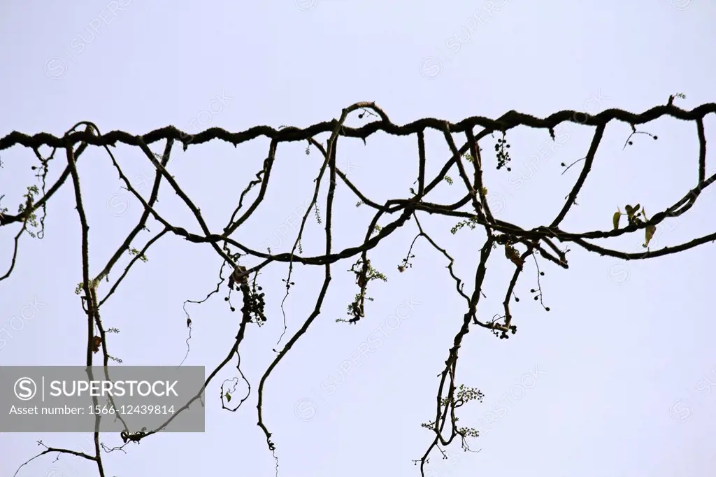 Creeping Plant on Electric Cable