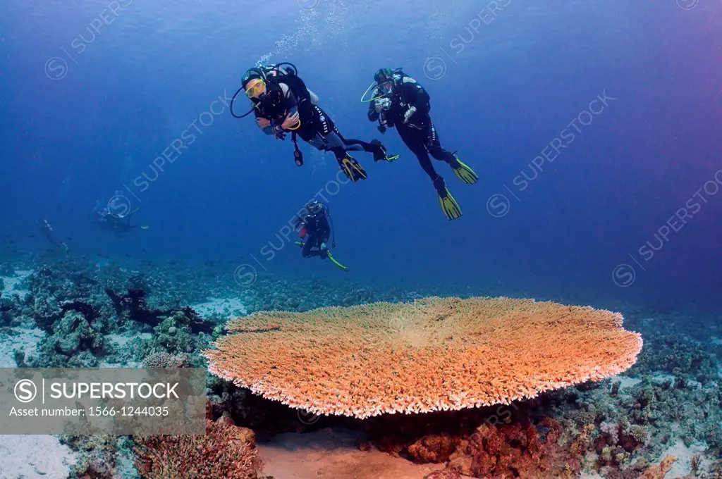 diver and coral reef, Red Sea, Egypt, Africa