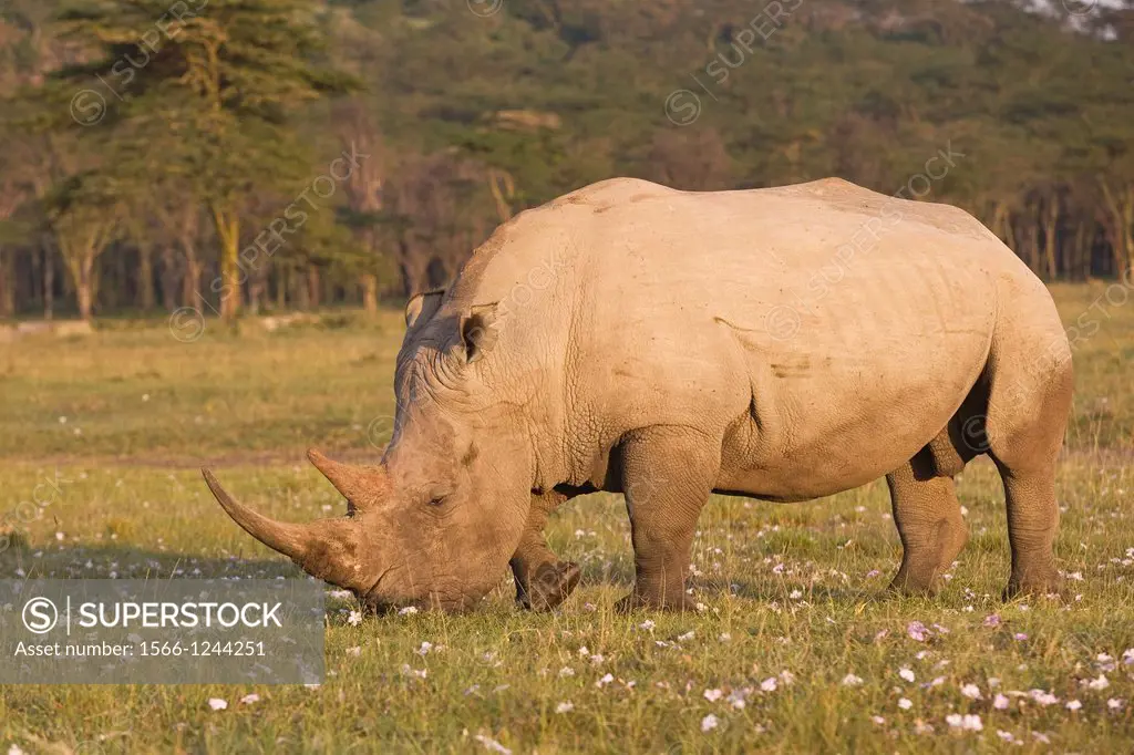 White rhino (Ceratotherium simum) at Lake Nakuru, Kenya