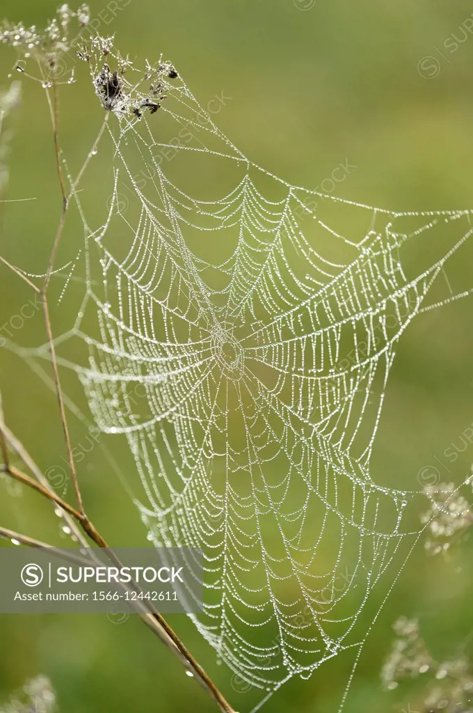 Close-up of a spiderweb in a meadow on early morning in autumn.