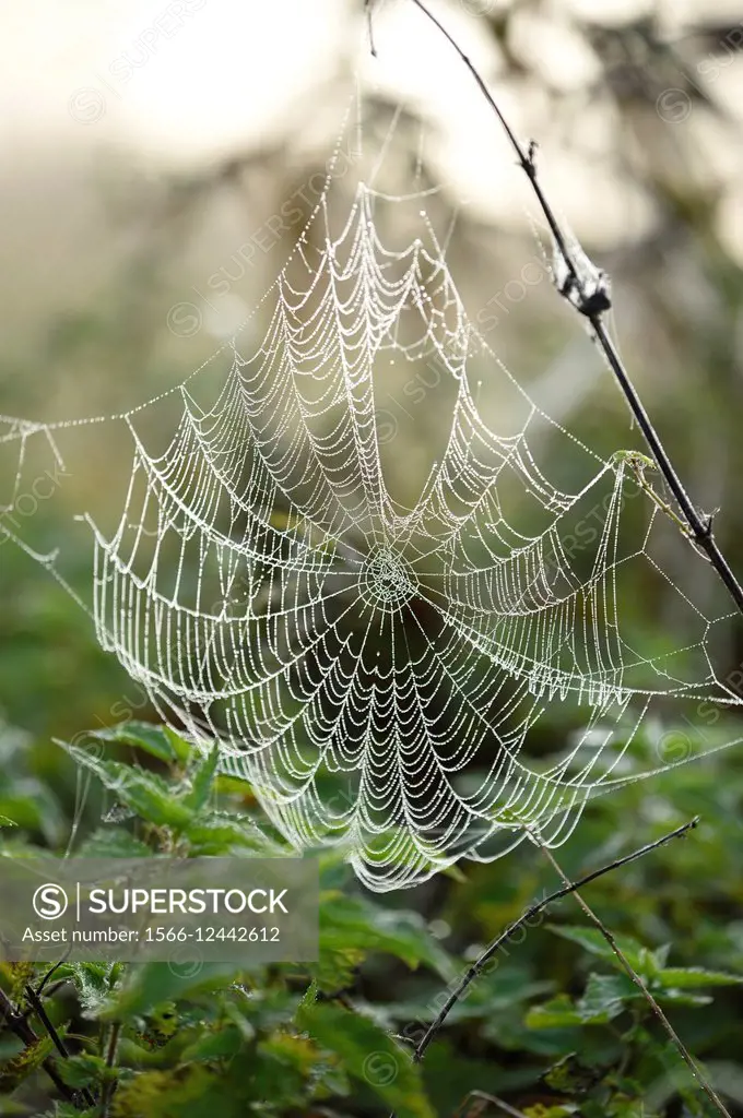 Close-up of a spiderweb in a meadow on early morning in autumn.