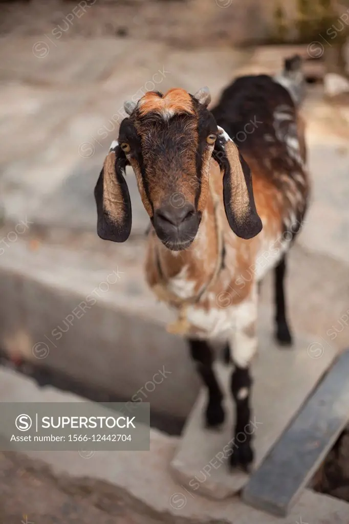 Goat in a slum in Balasinor, India.
