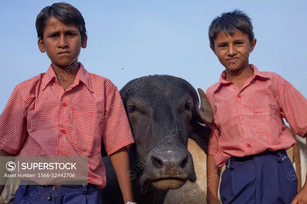 Brothers tending their buffaloes in Balasinor, India.