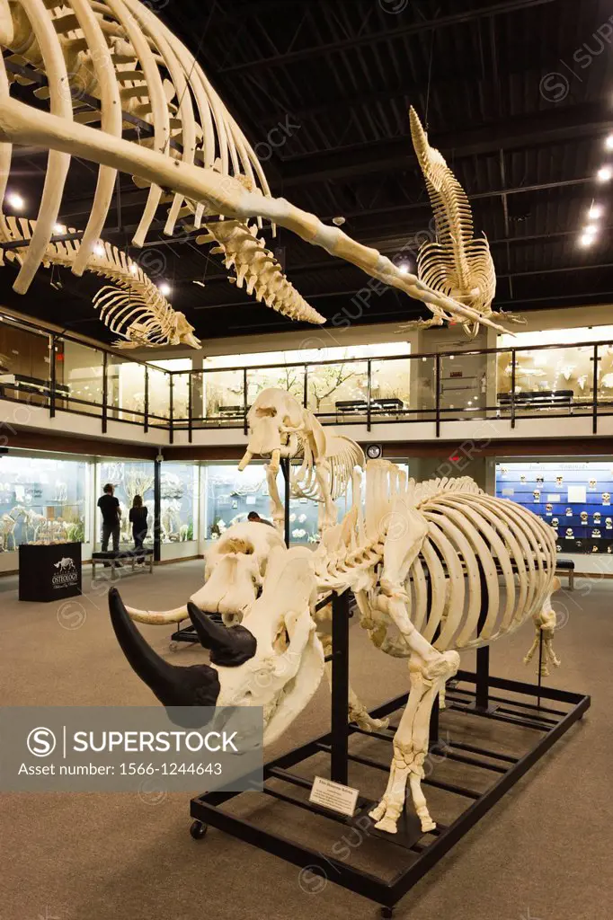 USA, Oklahoma, Oklahoma City, Museum of Osteology, animal skeletons