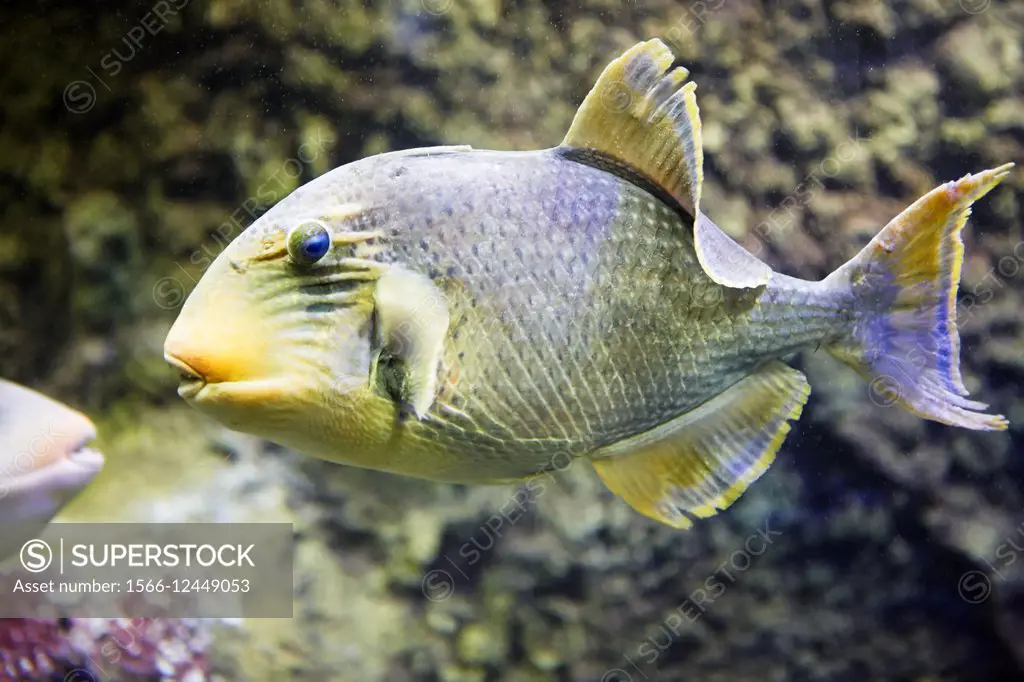 The yellowmargin triggerfish. Scientific name: Pseudobalistes flavimarginatus. Vinpearl Land Aquarium, Phu Quoc, Vietnam.