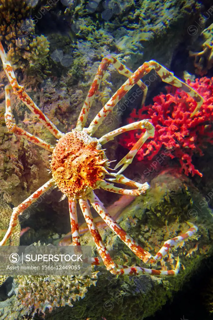 Japanese spider crab. Scientific name: Macrocheira kaemferi. Vinpearl Land Aquarium, Phu Quoc, Vietnam.
