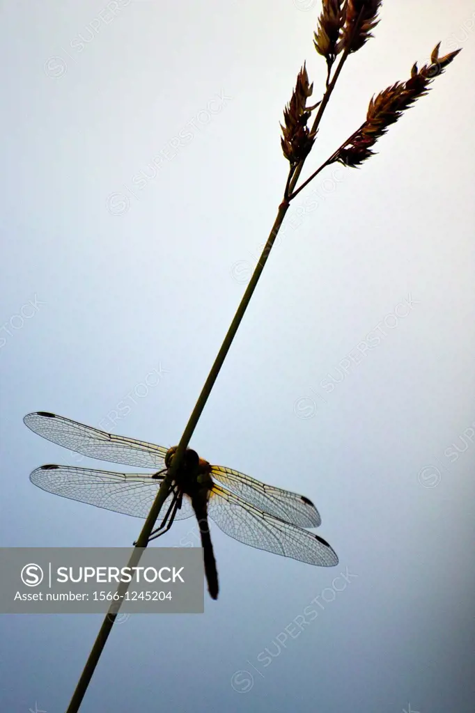 Dragon fly on stalk of grass, silhouette