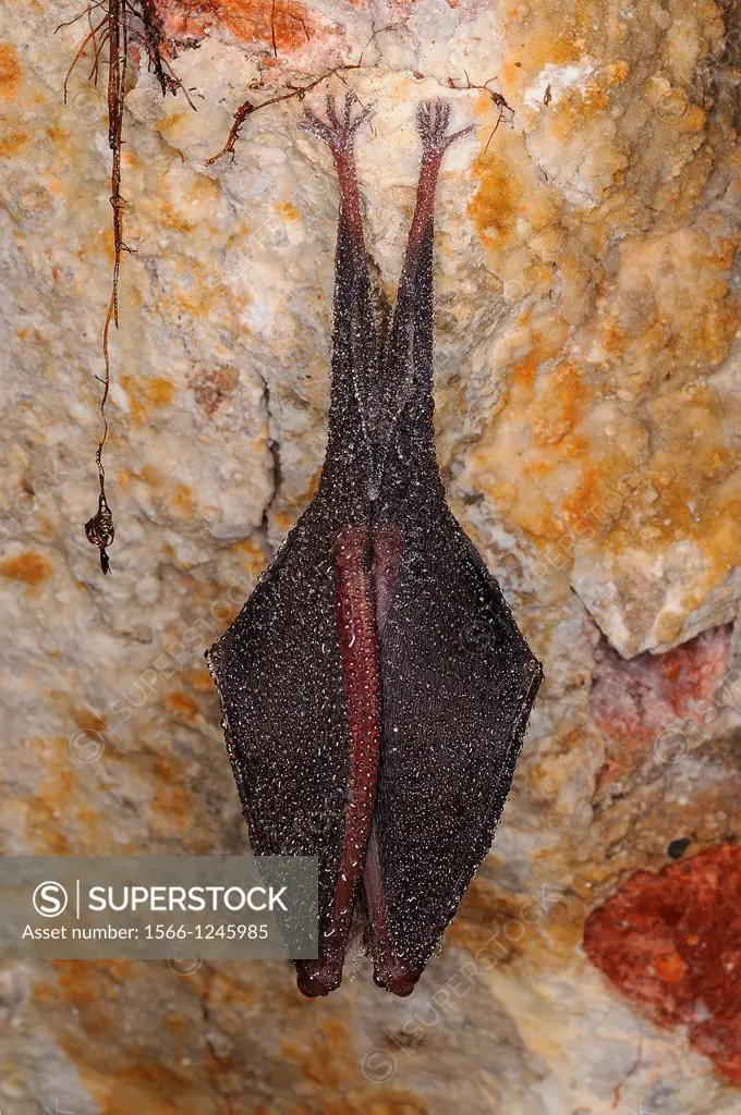 Lesser Horseshoe Bat Rhinolophus hipposideros Extremadura Spain