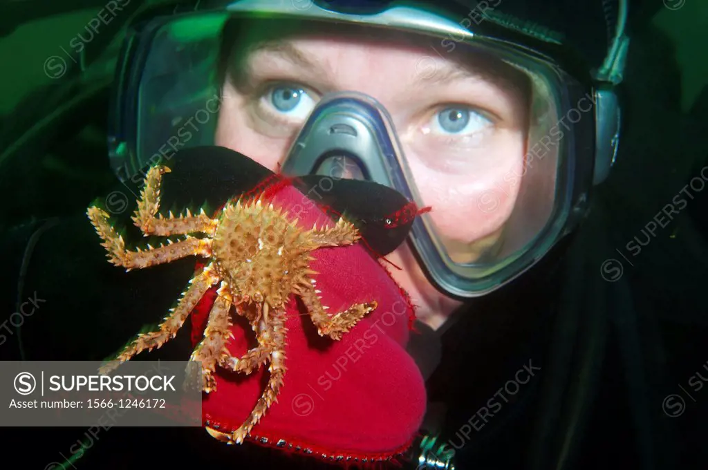 Red King Crab Paralithodes camtschaticus, Arctic, Russia, Barents sea