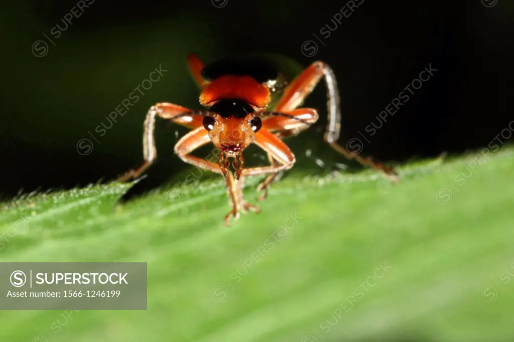 A Cantharis pellucida facing at you in Champ-Pittet 1400 Yverdon-les-Bains Switzerland