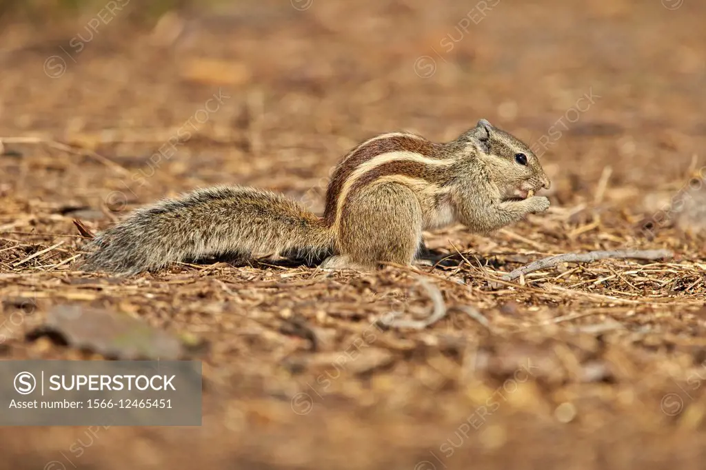 Asia,India,Rajasthan,Bharatpur,Keoladeo national park,Northern palm squirrel or Fivestriped Palm Squirrel,ground squirel (Funambulus pennantii).