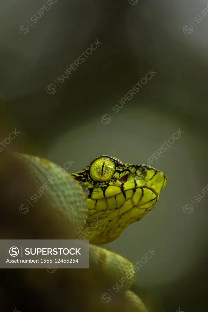Bothriopsis bilineata. New born Green jararaca. Tree Viperid. Venomous Snake (solenoglyph) mostly nocturnal. Behaviour varies according to the specime...
