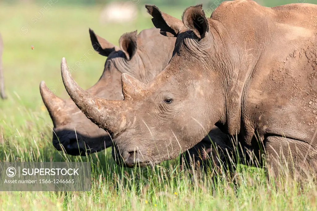 White rhinoceros or square-lipped rhinoceros Ceratotherium simum  Africa, East Africa, Kenya, November