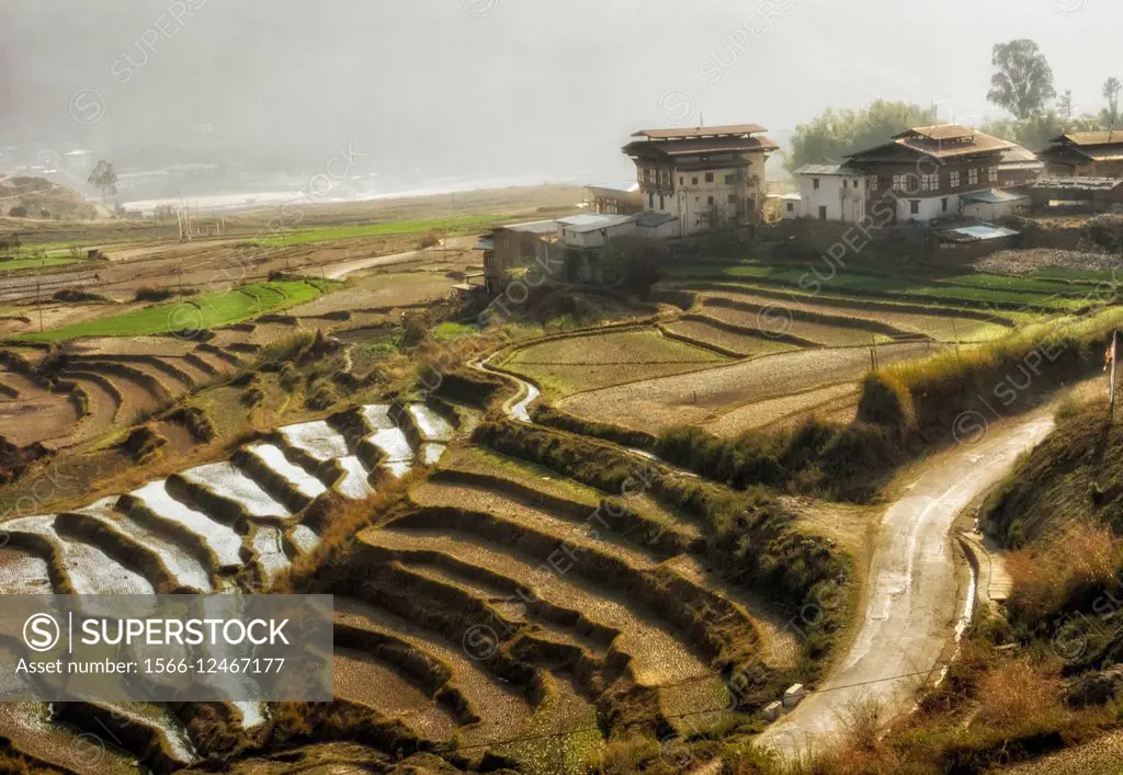Rice terraces, Bhutan