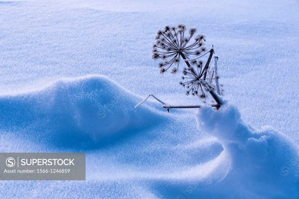 Portrait of Garden angelica in snow