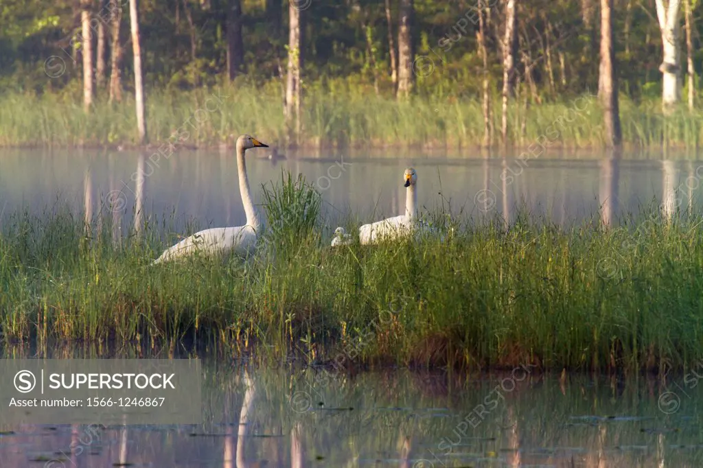 Whooper swans, Cygnus cygnus, with chick at their nest in morning light at a lake in norrbotten in sweden