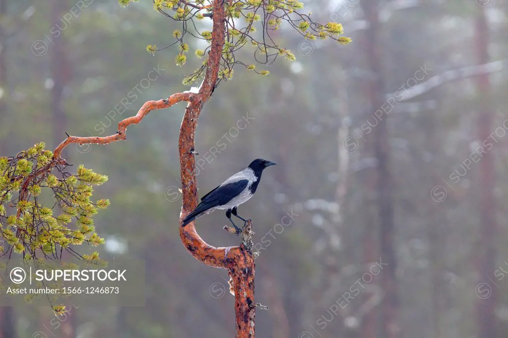 Crow, Corvus cornix, sitting in pine tree in Swedish forest in Västerbotten