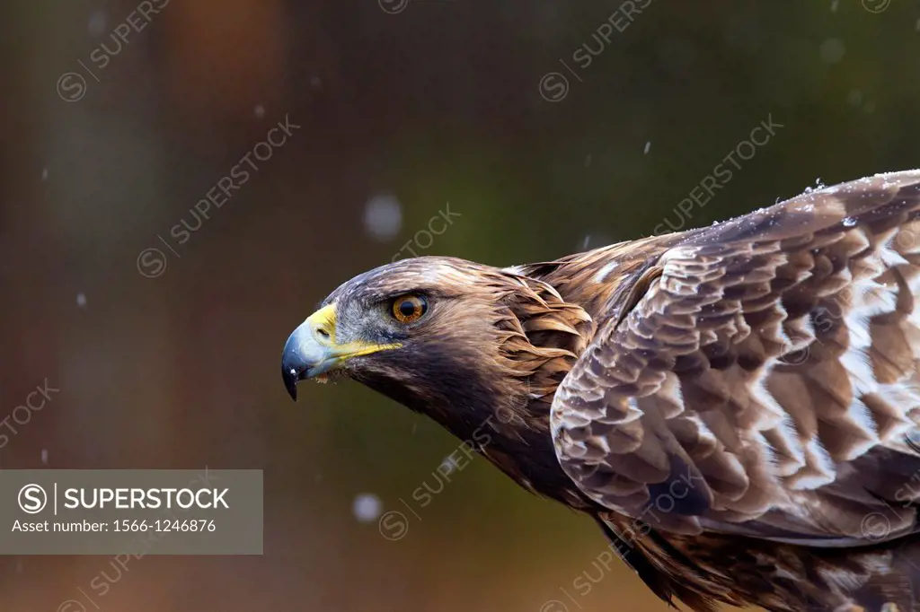 Portrait of Golden eagle, Aquila chrysaetos