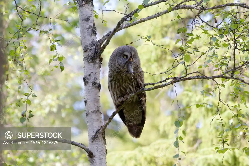 Great grey owl, Strox nebulosa lapponica, with a vole in his beak sitting in a birch tree in Norrbotten sweden