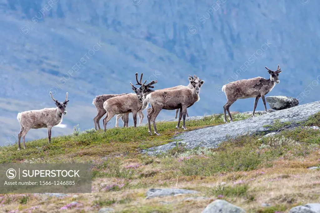 Herd of reindeer in mountain area of swedish lapland on the track of kungsleden