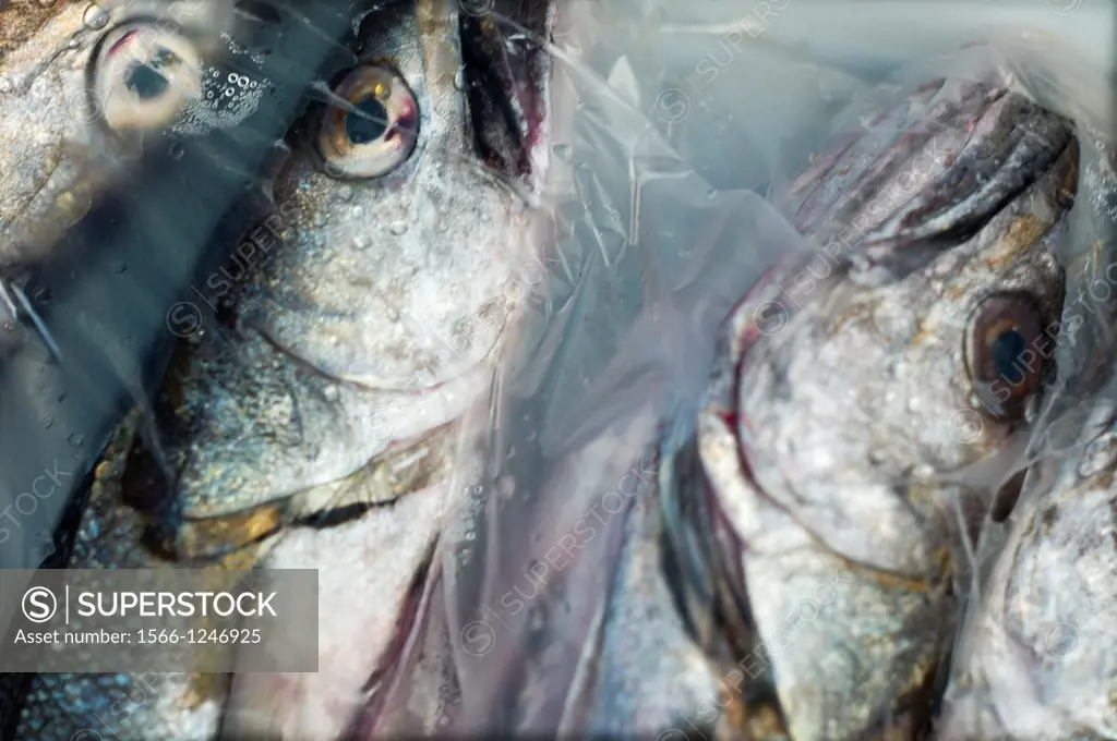 primer plano de pescado dentro de una bolsa de plastico transparente, closeup of fish in a plastic bag,