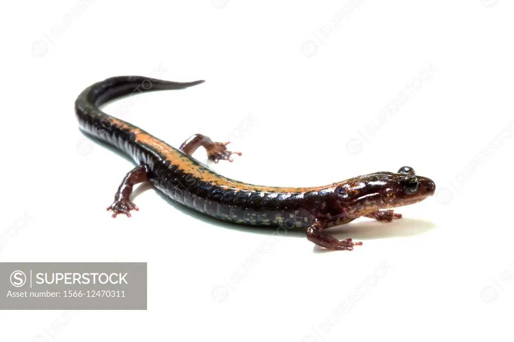 Shenandoah salamander (Plethodon shenandoah), found only in Shenandoah National Park, USA