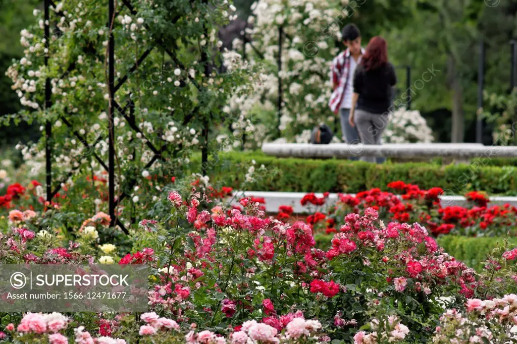 Rose garden, Rosaleda, Retiro park Madrid.
