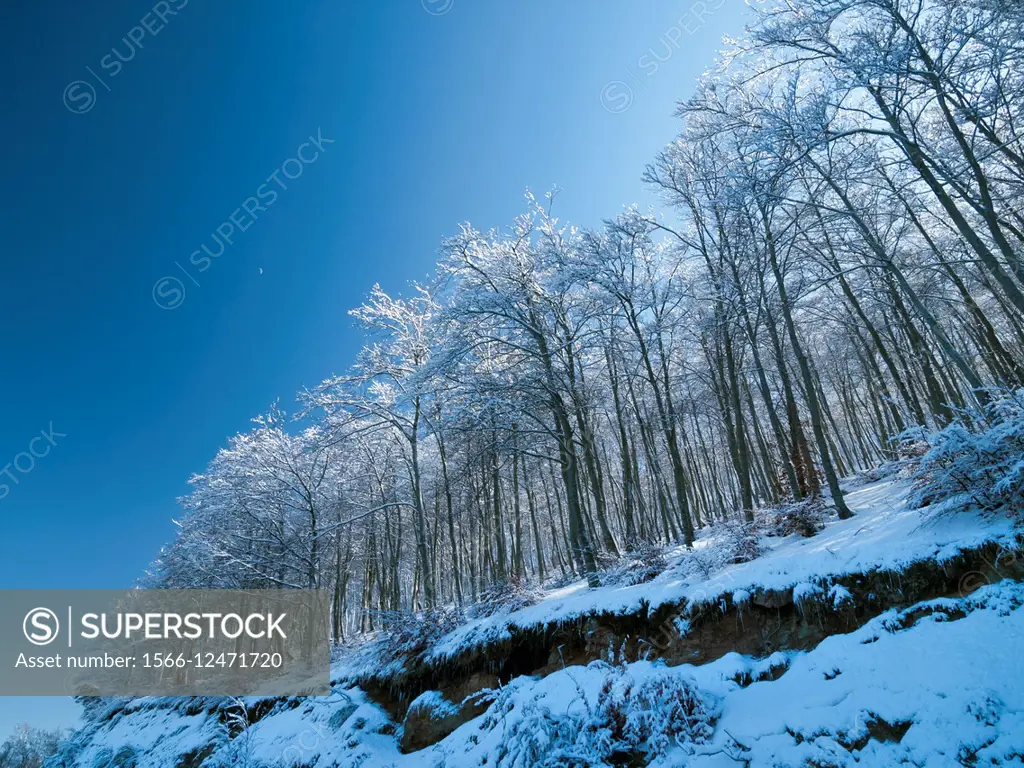 Winter Beech forest after snowstorm. Montseny Natural Park. Barcelona province, Catalonia, Spain.