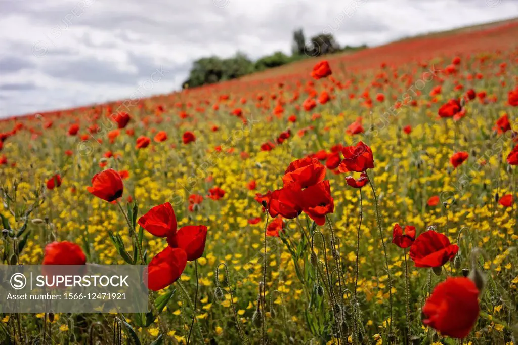 Poppies and wildflowers, Zamora, Spain.