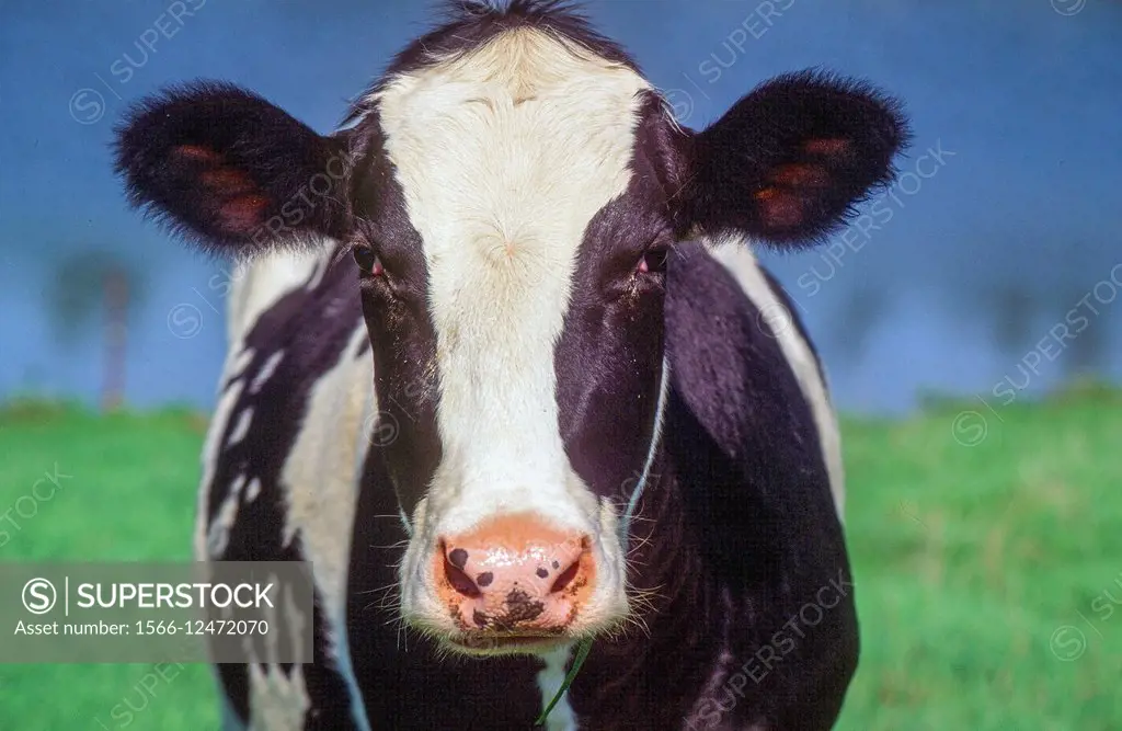 Holstein Dairy cow in field.