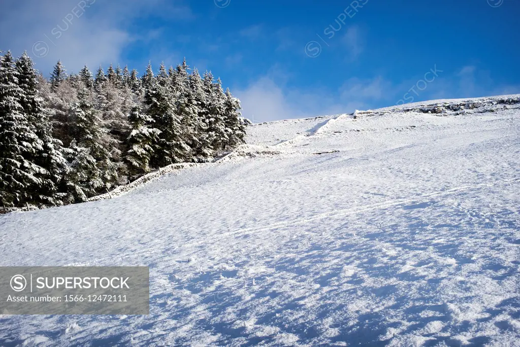 Snowy landscape with fir trees, dry stone wall and blue sky, from the foot path from Kettlewell to Grassington, Yorkshire Dales, England, UK, Europe