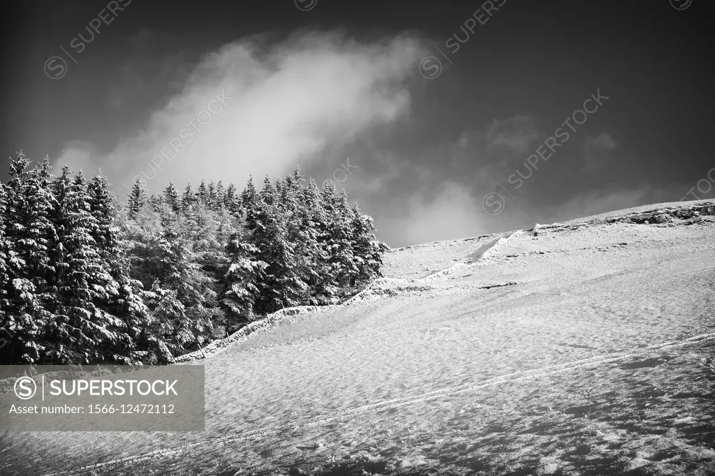 Snowy landscape with fir trees, dry stone wall and blue sky, from the foot path from Kettlewell to Grassington, Yorkshire Dales, England, UK, Europe