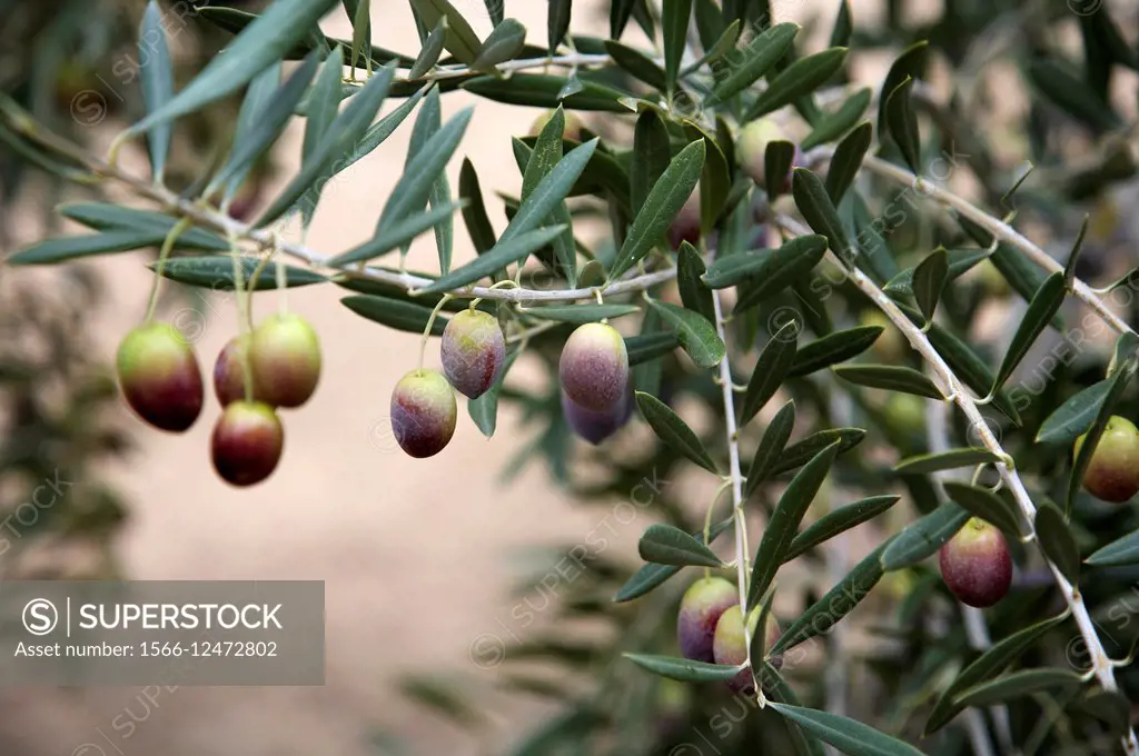 verdial olive, Andalucia, Spain, Europe.