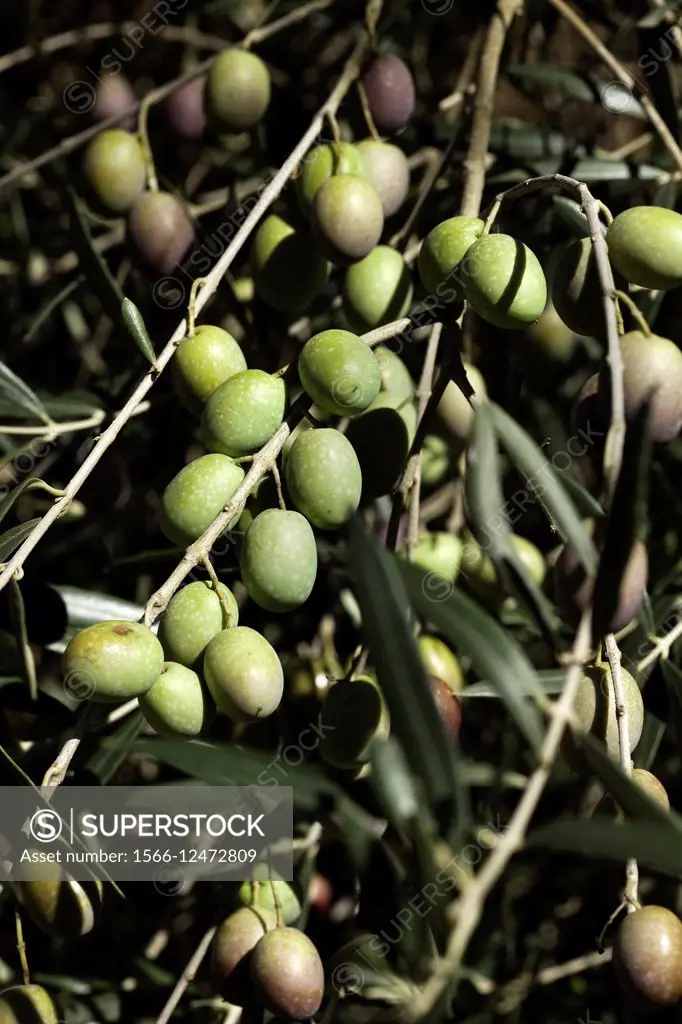 verdial olive, Andalucia, Spain, Europe.