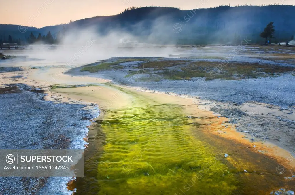 Thermophilic algae and bacteria color a runoff stream of Sapphire Pool in Biscuit Basin, Yellowstone National Park