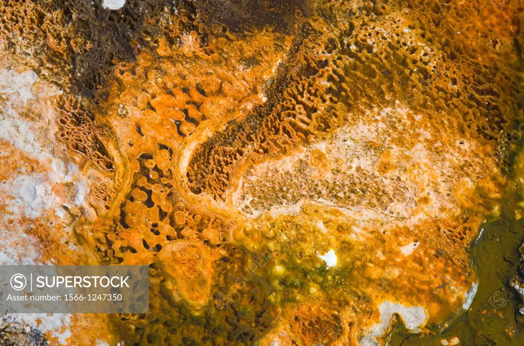 Thermophilic algae and bacteria in Biscuit Basin, Yellowstone National Park