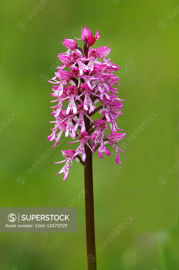 Hybrid Lady Orchid Orchis purpurea and Monkey Orchid Orchis simia Hartslock Oxfordshire