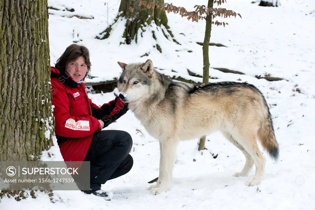 Animal trainer Bea Belenyi at the Wolf Science Centre with one of the wolves