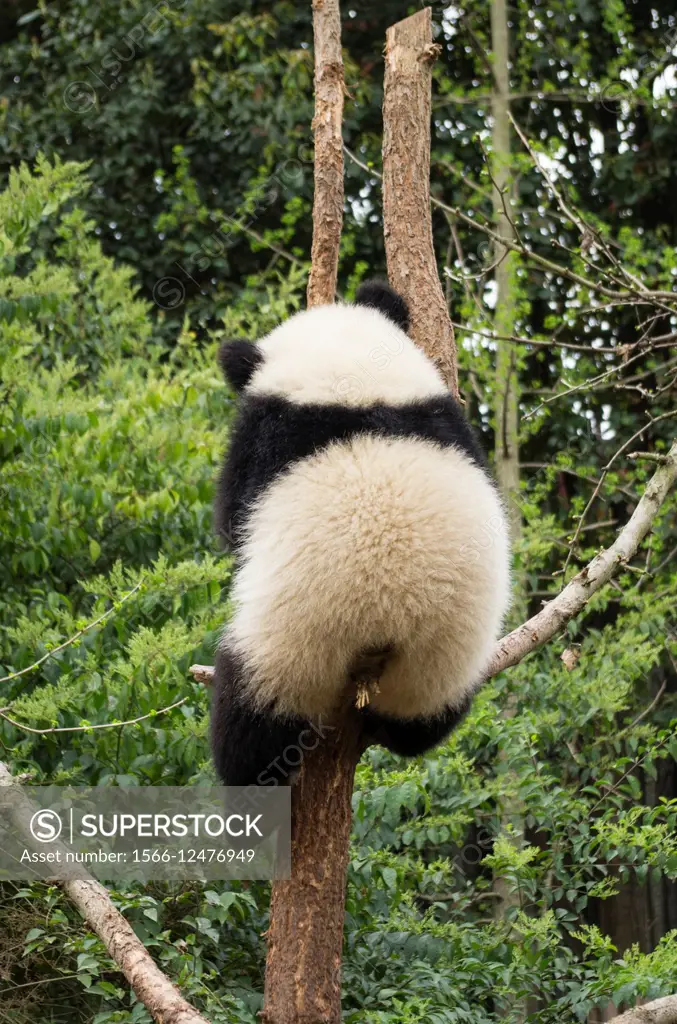 Giant panda, ChengDu panda Base, Sichuan , China.