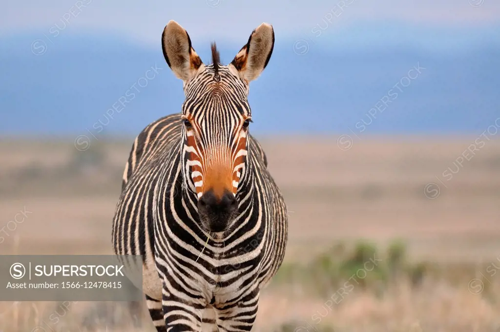 Cape mountain zebra (Equus zebra zebra), Mountain Zebra National Park, Eastern Cape, South Africa, Africa.