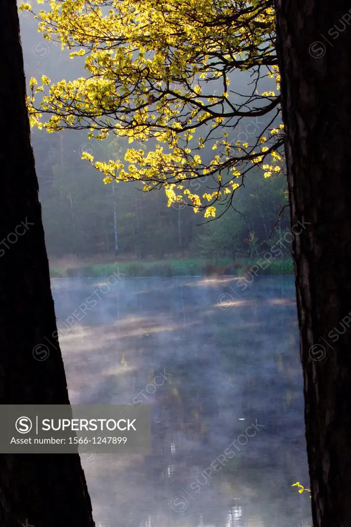 Morning mood at a pond with view between the trees - Bavaria/Germany