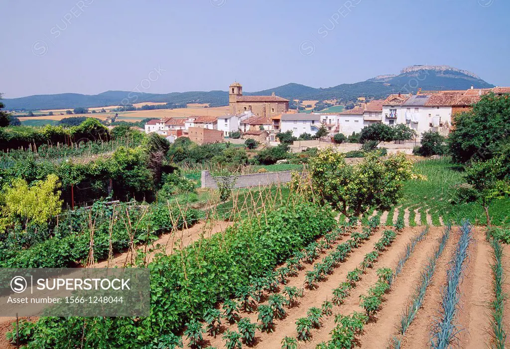 Market garden and overview of the village. Genevilla, Navarra, Spain.