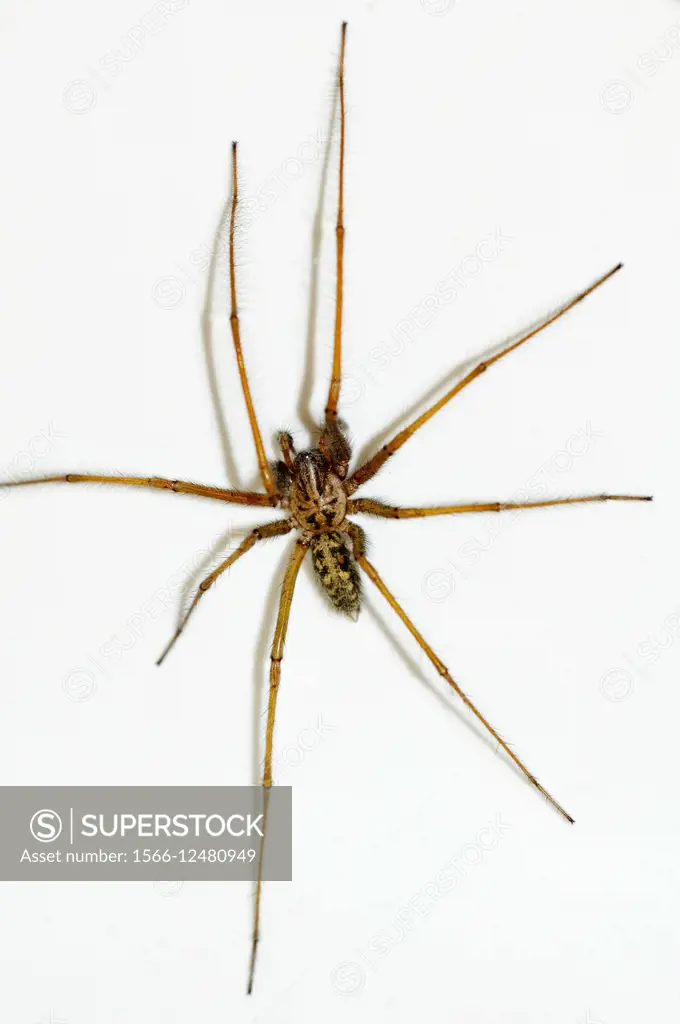 Tegenaria parietina big home or domestic spider, Aracnidae, Aldeanueva de la Sierra, Salamanca, Castilla y Leon, Spain.
