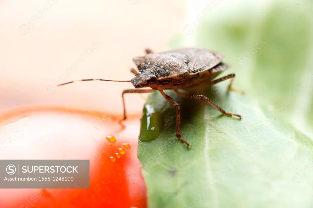 Halyomorpha halys, the brown marmorated stink bug, stink bug on a tomato