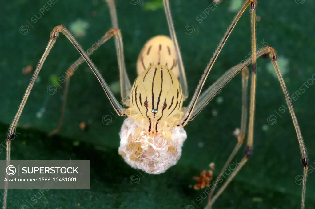 Spider carrying its egg sags. Image taken at Kampung Skudup, Sarawak, Malaysia.