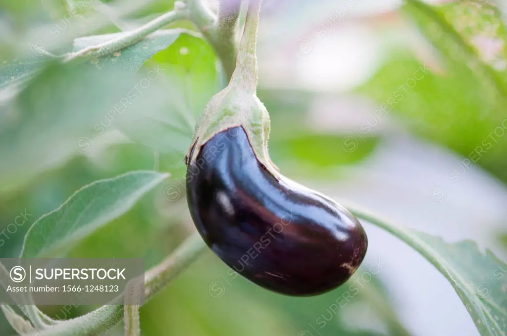 Baby eggplant plant
